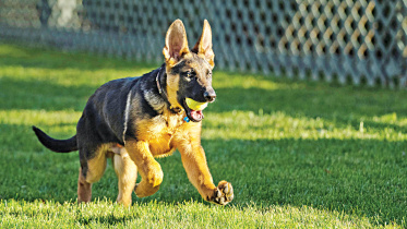 pup.jpg