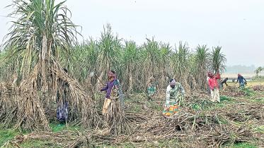 sugarcane-farmers.jpg