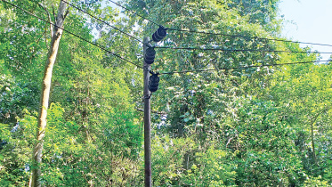 lawachhara-protected-forest-2.jpg