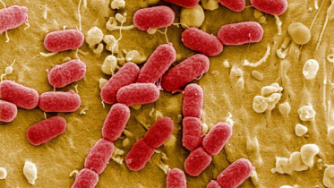 bacteria.png