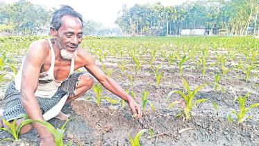 maize-field.jpg