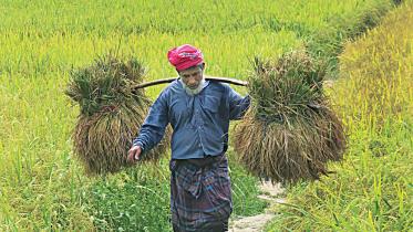 kataribhog-paddy-field-1.jpg