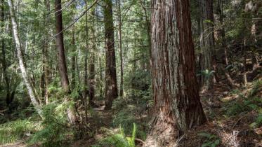 redwood.jpeg