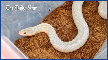 snake_thumbnail-web.jpg