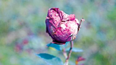 rose-1.jpg