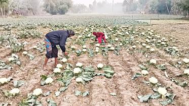 cauli.jpg