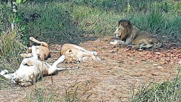 lion.jpg