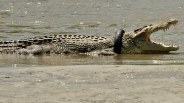 croc.jpg