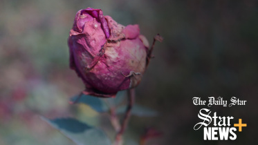 rose.jpg