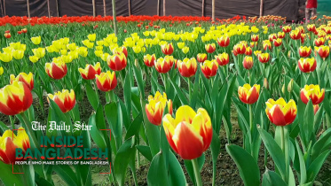 tulip-withno-text.jpg
