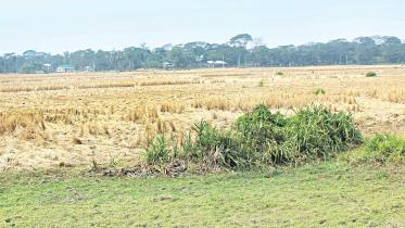 patuakhali-epz-222.jpg