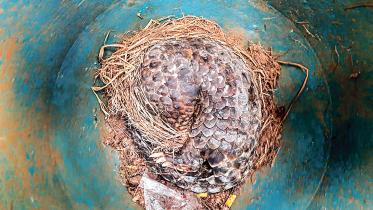 pangolin-rescued.jpg