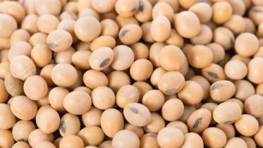 soybean-meal-export-allowed.jpg