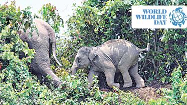 elephant-day-1.jpg