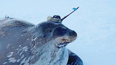 seal.jpg