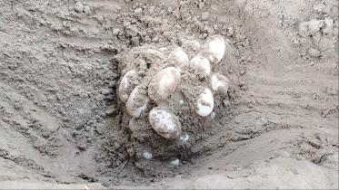 egg-web.jpg