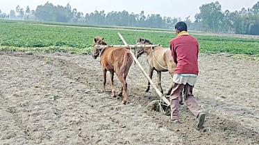 horse-drawn-plough.jpg