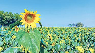 sunflower.jpg