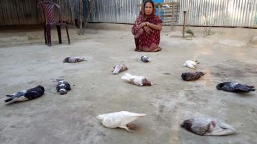 kurigram_bees.jpg