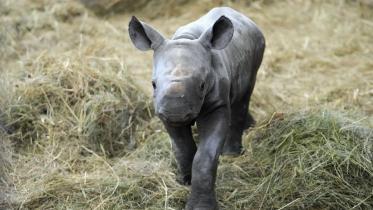 rhino_web.jpeg