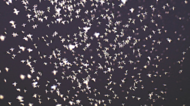 mosquito_22.jpg