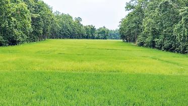 field.jpg
