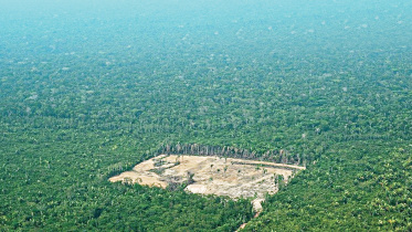 brazilian-amazon.jpg