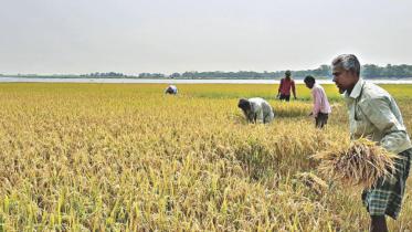 Risisng Boro production cost