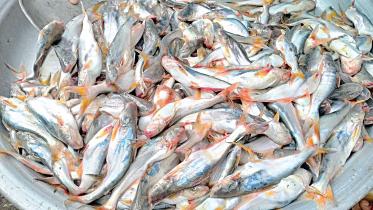 fish.jpg