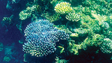 great-barrier-reef.jpg