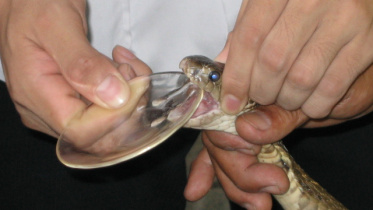 snake_milking.jpg