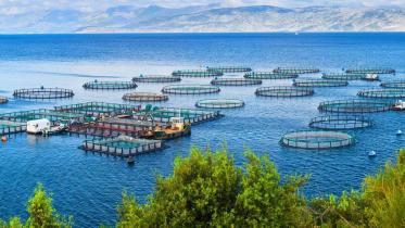 sea-bass-farming.jpg