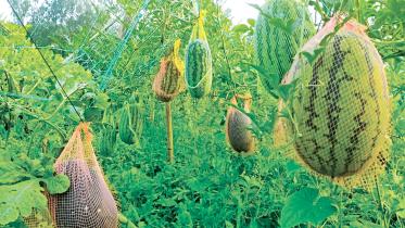 young-agriculture.jpg
