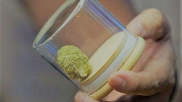 ganja.jpeg