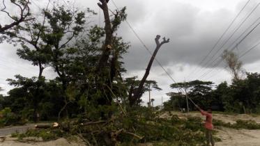 tree_felling-web.jpg