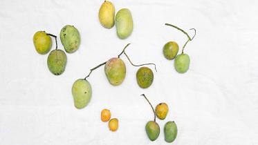 mango10.jpg