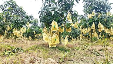 naogaon_mango.jpg