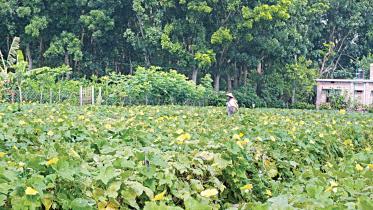 shahbajpur-village-1.jpg