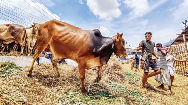 cattle-markets-this-year.jpg