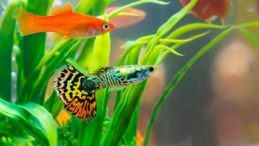 Top 4 ideas to decorate an aquarium 