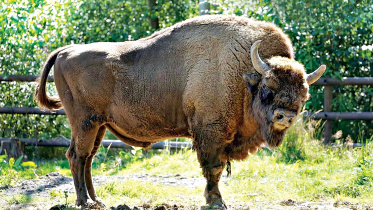 bison.jpg