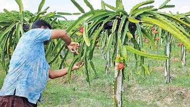 dragon-fruit.jpg