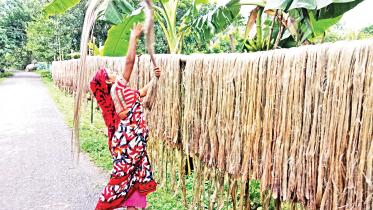 jute.jpg