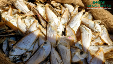 fish.jpg
