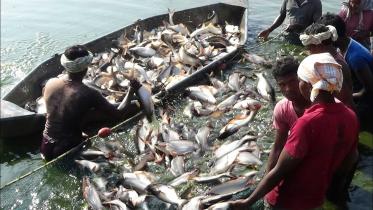pangas-fry-sent-to-india.jpg