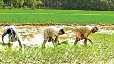 aman-paddy.jpg
