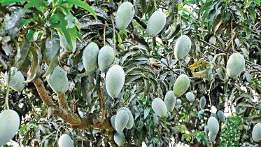 ashwina-mangoes-1.jpg