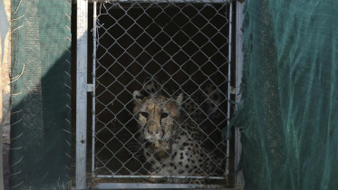 cheetah.jpeg