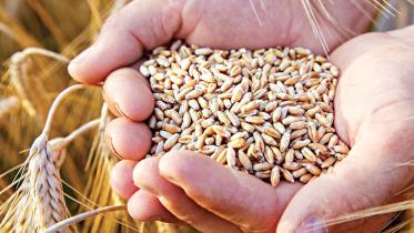 food-security-summit.jpg