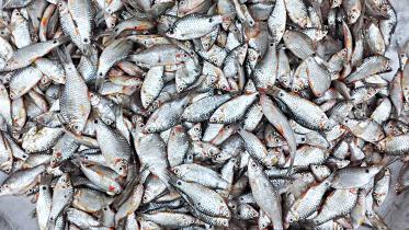 bangladesh-fisheries-research-institute-2.jpg